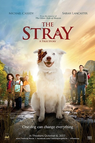 The Stray