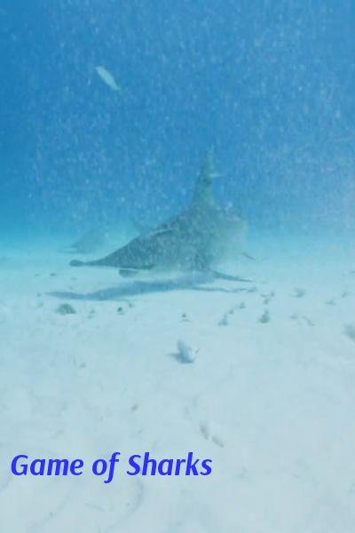 Game of Sharks