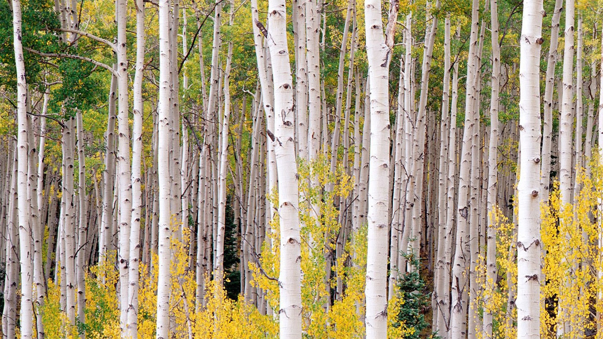 Season 42